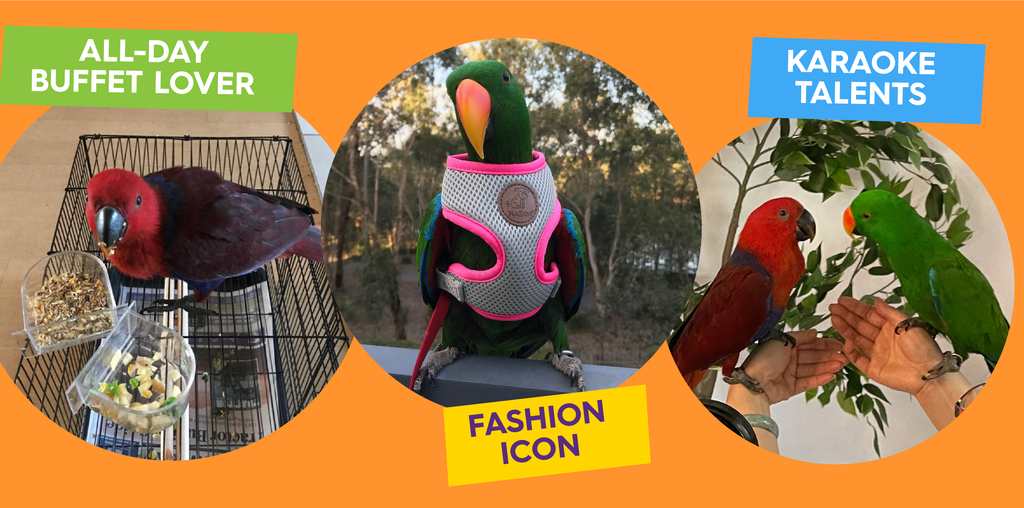 Parrots playing, parrot eating and parrot wearing harness
