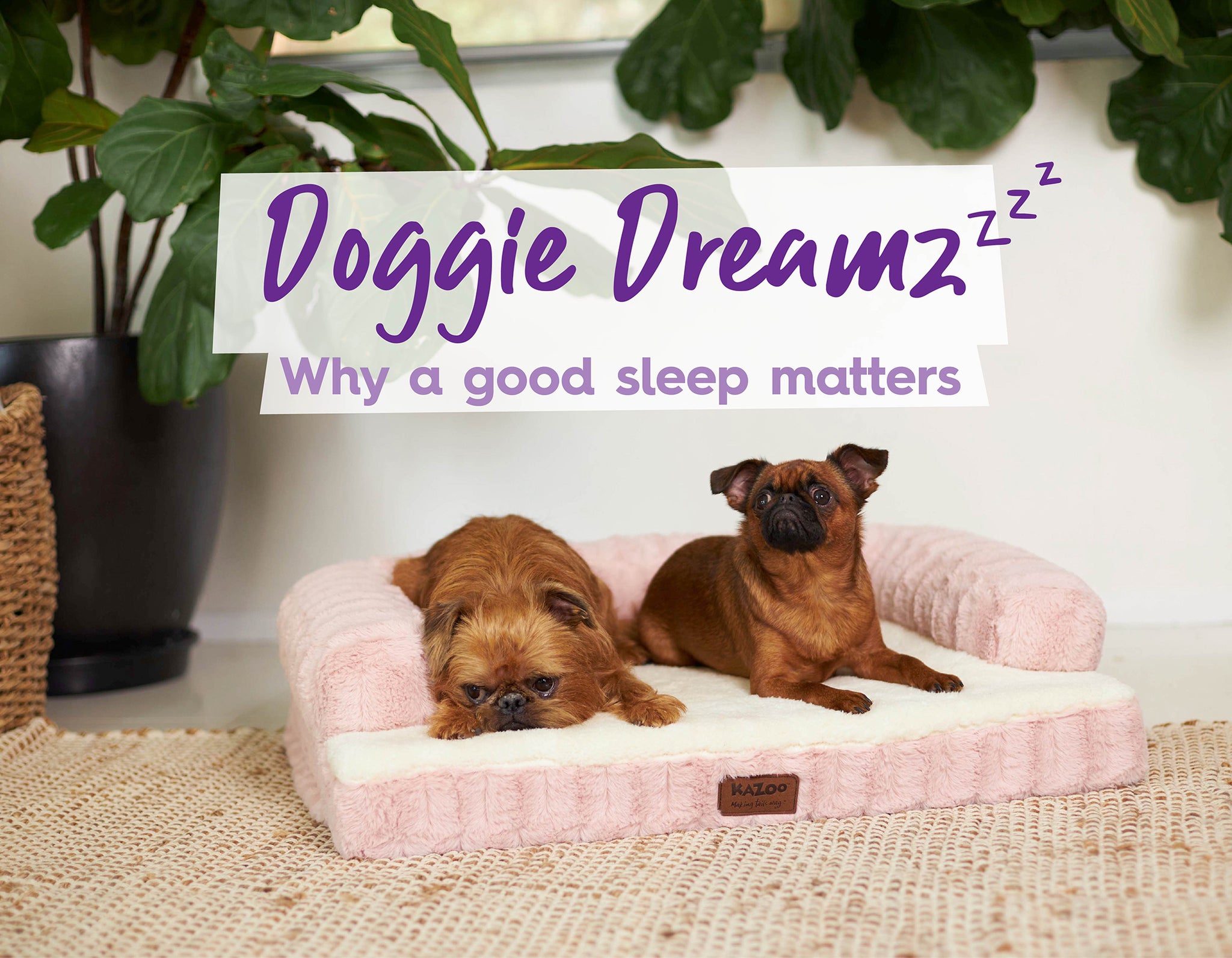 Doggie Dreams: why a good sleep matters. Two little dog sleeping on pink fluffy dog bed