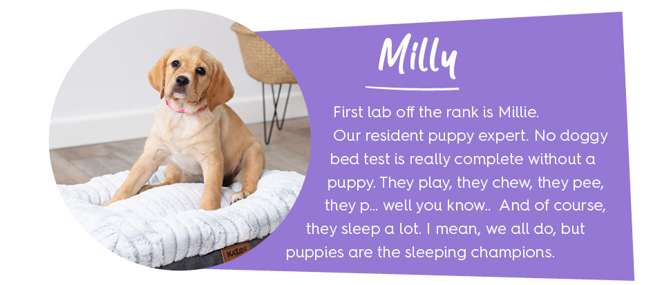 Puppy called Milly sitting on soft dog bed with block of purple text introducing her