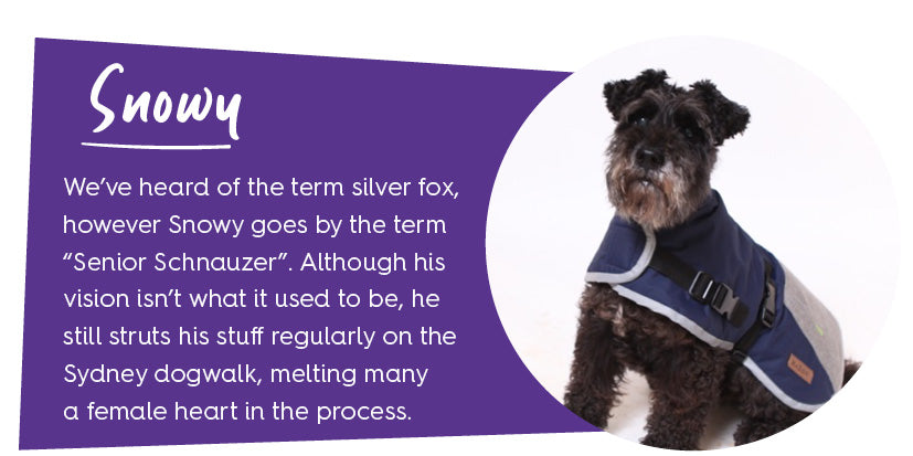 Black schnauzer dog wearing coat with purple colour block and text