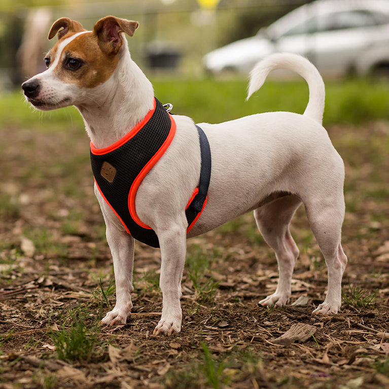 kazoo dog harness