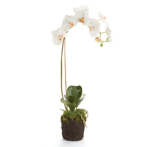 Phalaenopsis Orchid Drop-in 26"-Pink Center - Petals Patio & Garden LLC