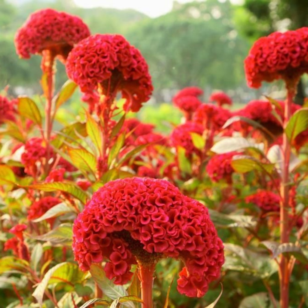 Celosia Cristata Mixed - Floawer Seeds – Urja Seeds