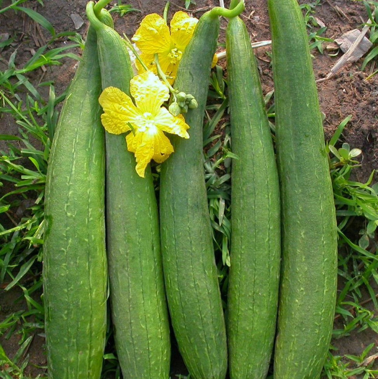 Sponge Gourd F 1 Hybrid Us 291 Dark Green Vegetable Seeds Urja Seeds