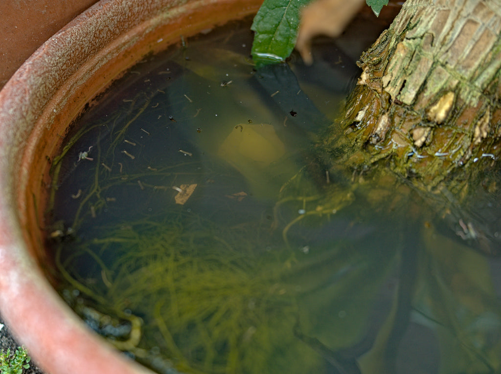 Mosquito larvae inside a potted plant fill with stagnant water. Invatech Italia