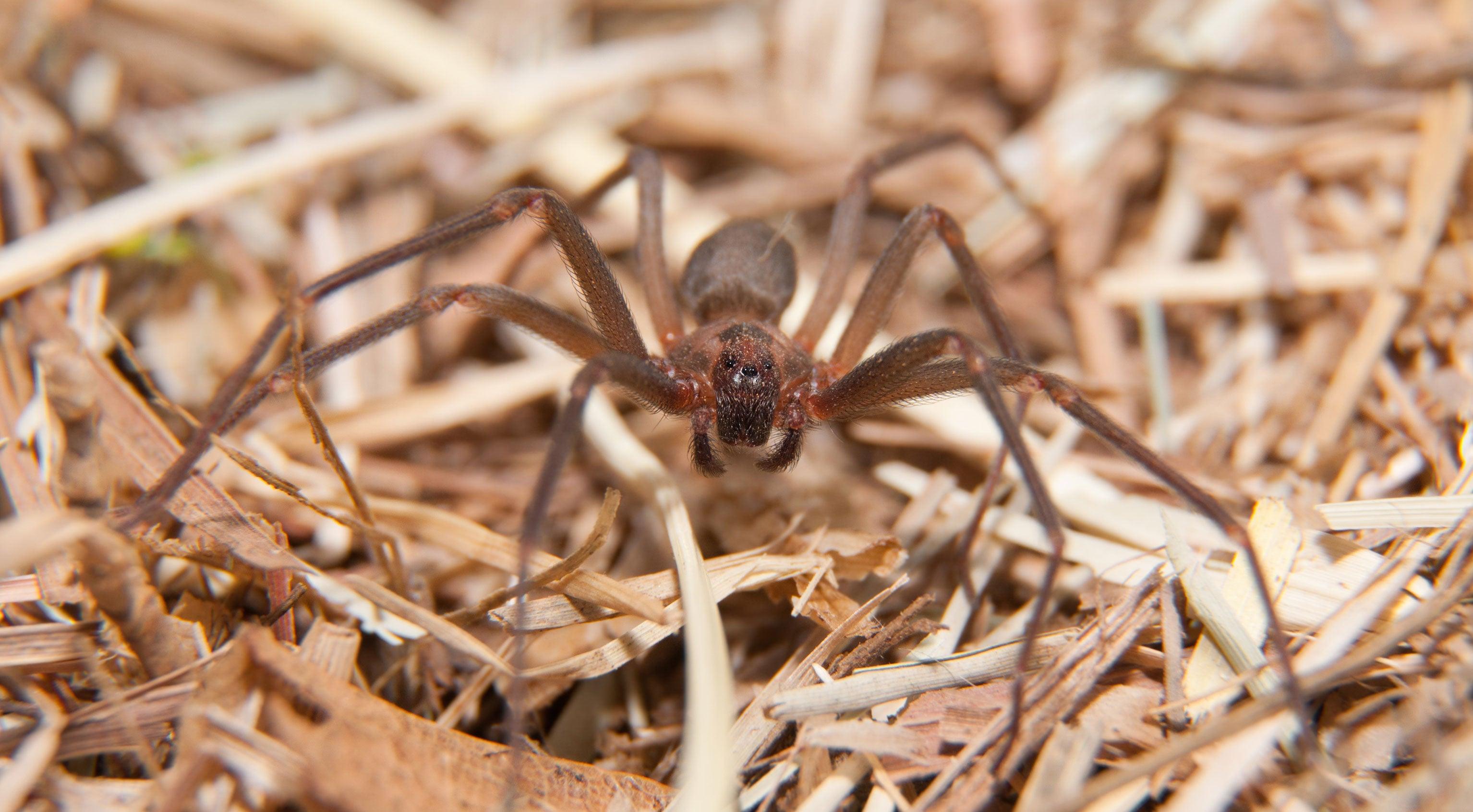 brown recluse web identification