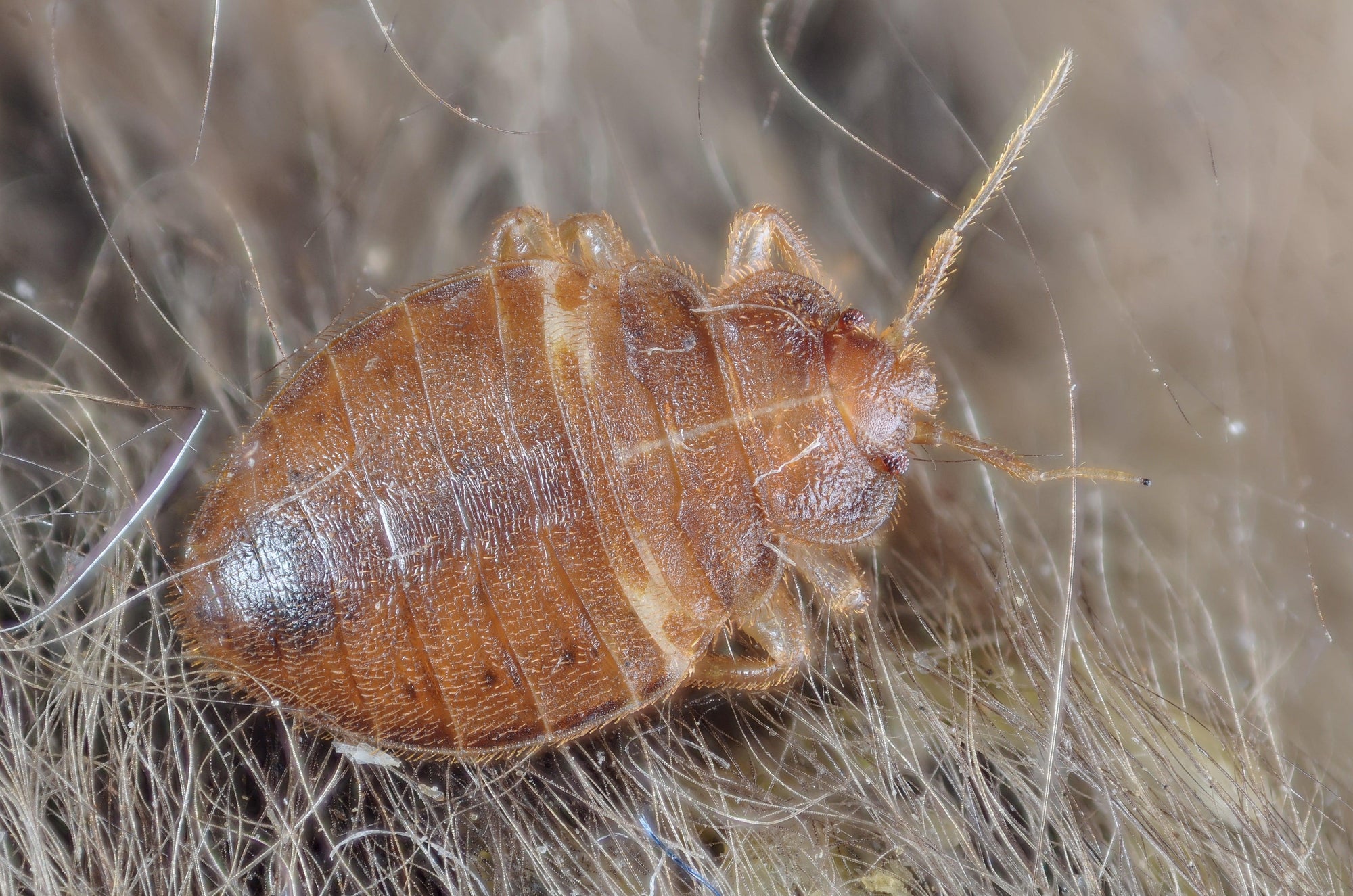 How to Get Rid of Bedbugs
