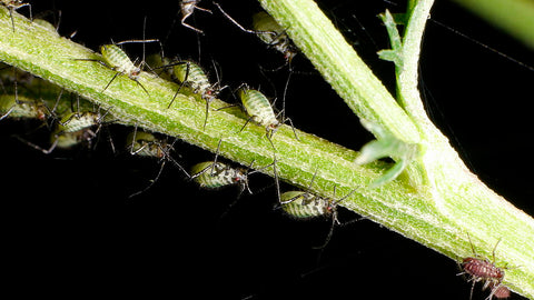 Aphids on a plant