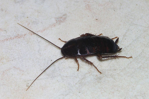 A female Oriental cockroach