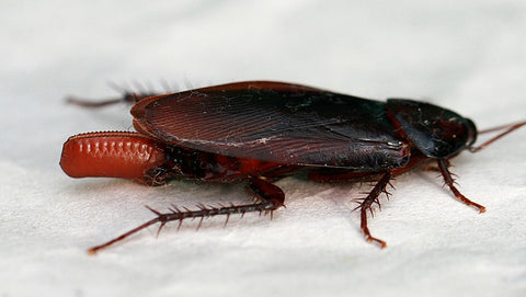 A roach laying an ootheca