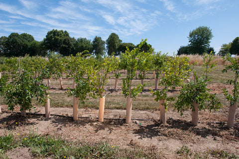 grafted blueberry mounds