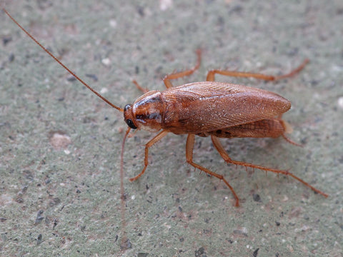 A german cockroach