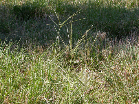Tall crabgrass