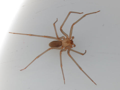 Brown recluse spider on a wall