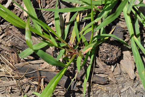 Crabgrass