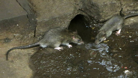 Rats in a subway