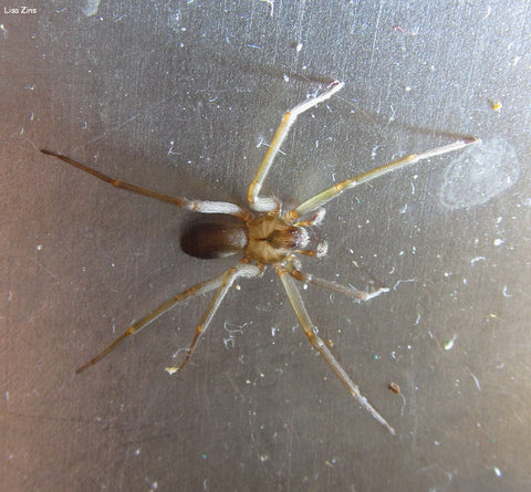Brown recluse spider in a kitchen sink