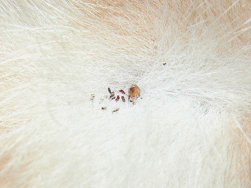 fleas in cat fur