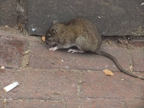 Rat on the sidewalk