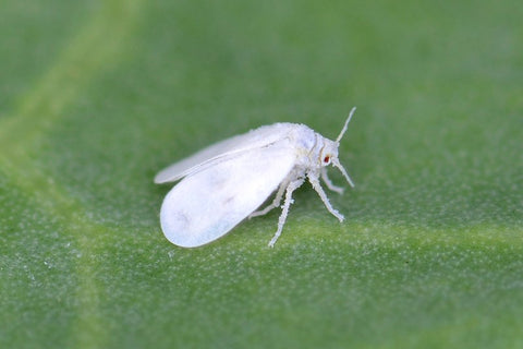 A whitefly on a leaf