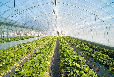 A strawberry greenhouse