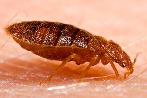 A bed bug