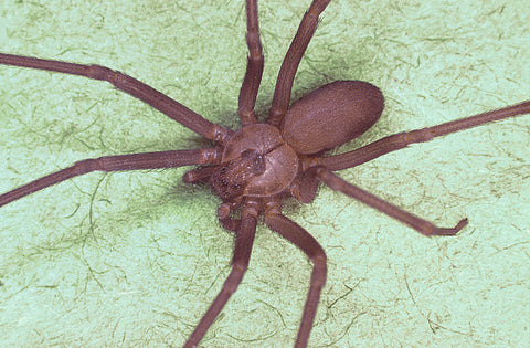 Brown recluse spider up close