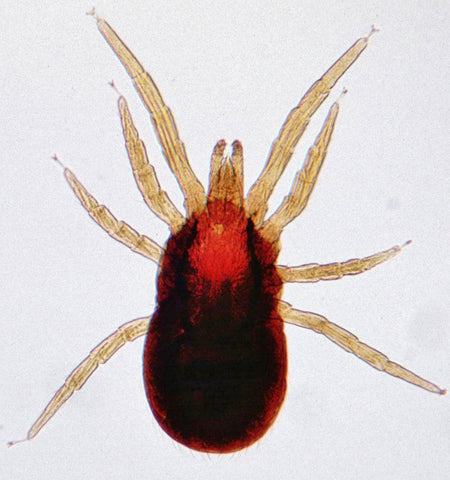 A picture of a red bird mite