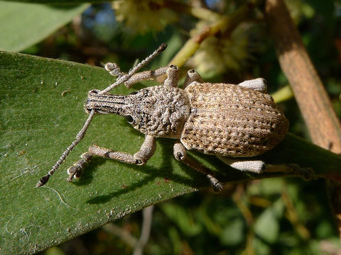 A root weevil