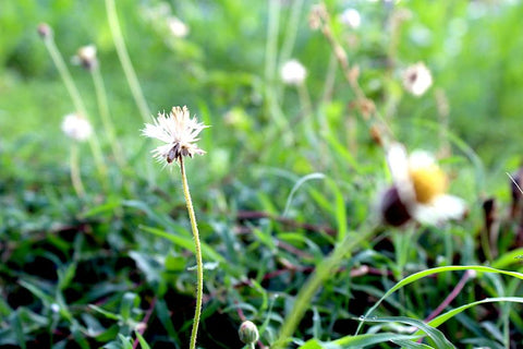 Indian weeds