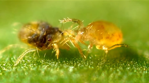 Predatory mite eating plant-damaging mite