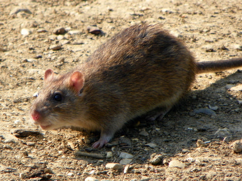 A brown rat