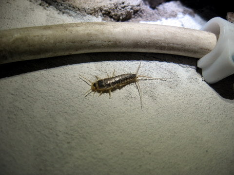 Image of a silverfish