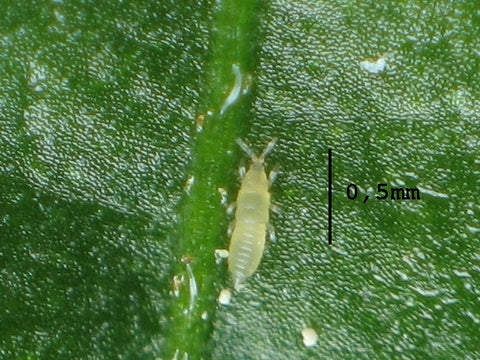 Thrips larva