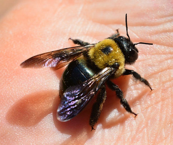 A carpenter bee in someone's hand