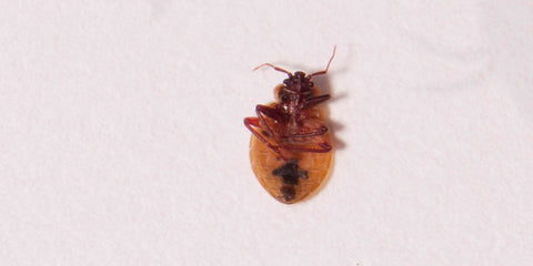 A dead bed bug