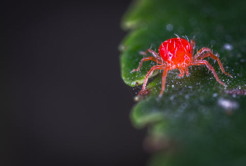 Close up view of a red spider mite.