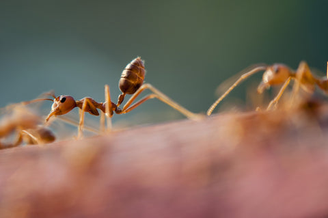 How do I Get Rid of Ants in My Refrigerator Water Dispenser