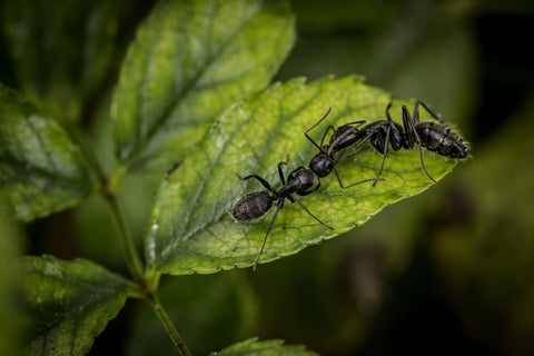Black ants on a leaf