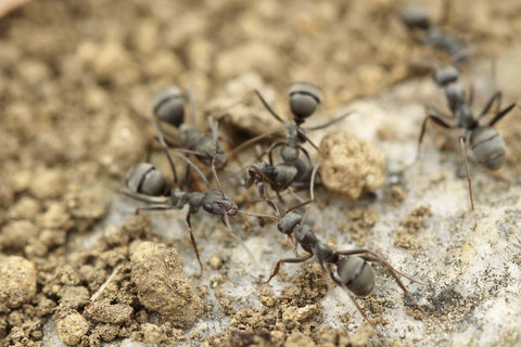 Ant colony