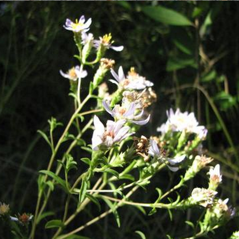 Slender Aster