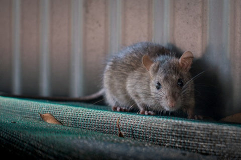 Rat along a wall