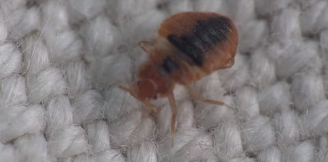 A bed bug on fabric