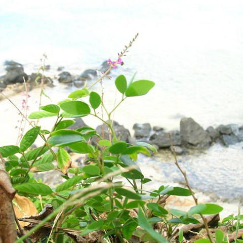 Image of Creeping Beggarweed