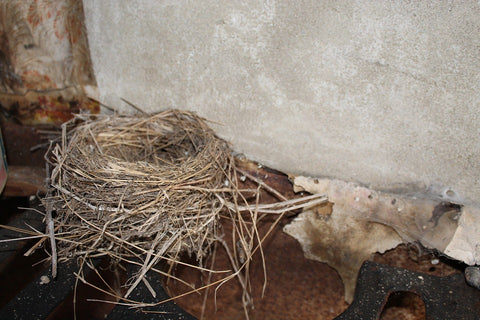 A picture of an empty bird nest