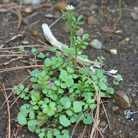 Hairy Bittercress