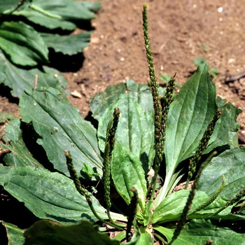 Broadleaf Plantain