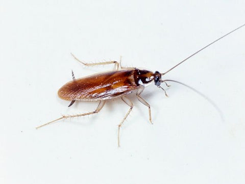 A brown-banded cockroach