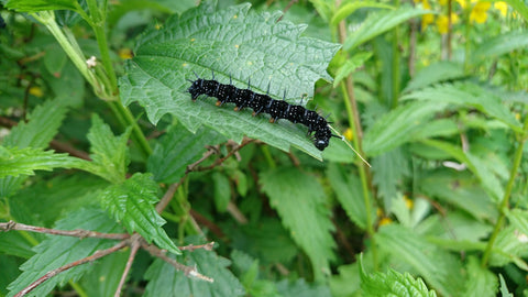 a caterpillar on leaves