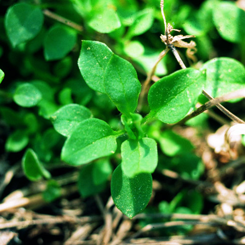 Common chickweed